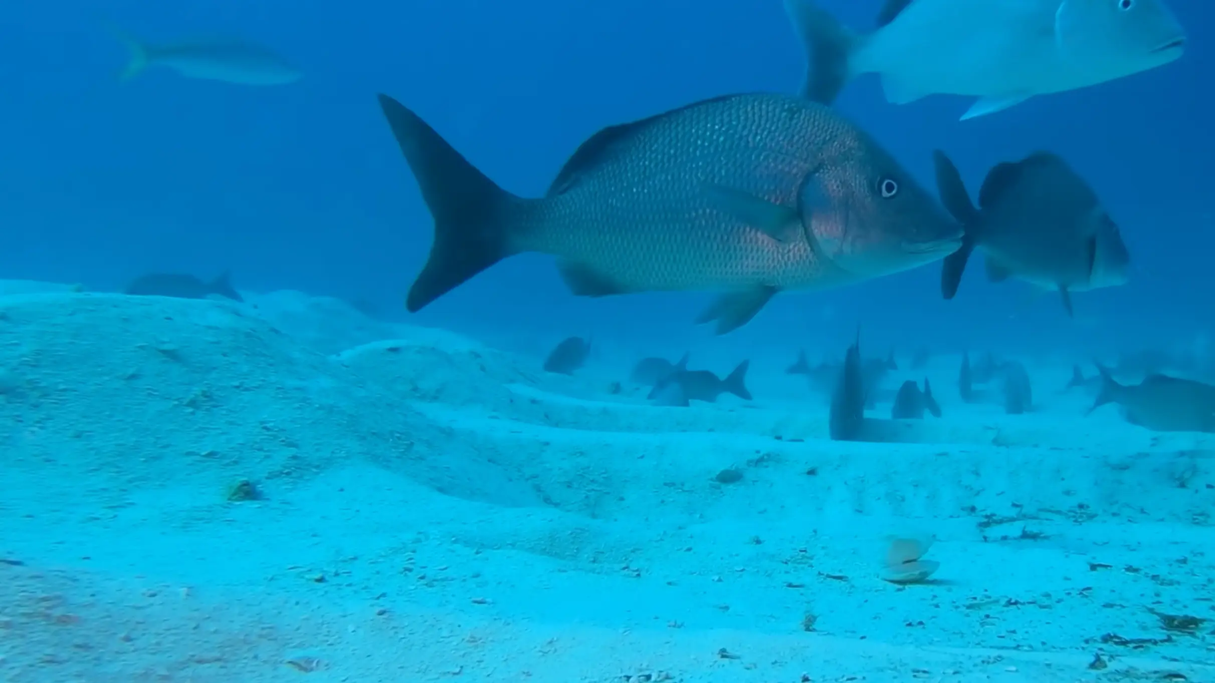 People left absolutely terrified after man dropped GoPro off cruise to show true reality