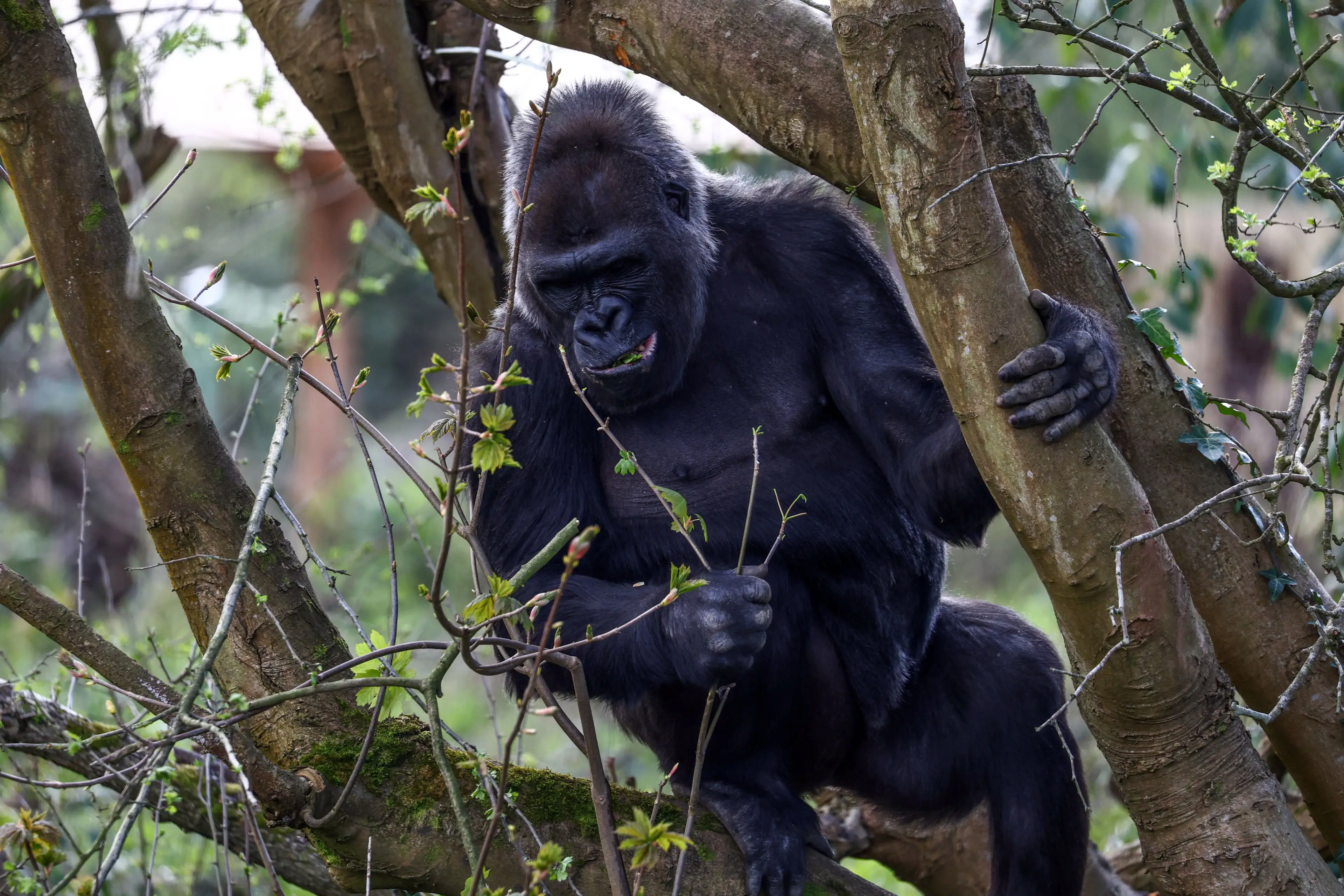 The new home features 'larger, natural habitats'. (SWNS)