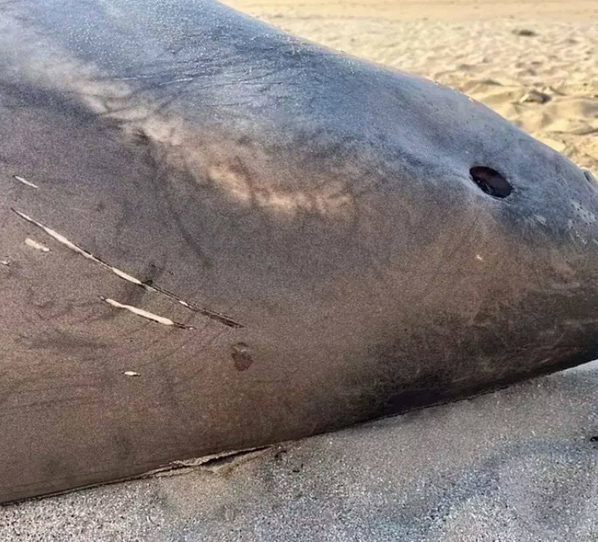 Experts confirmed that an orca was behind the deadly attack (Kevin Cole/East London Museum)