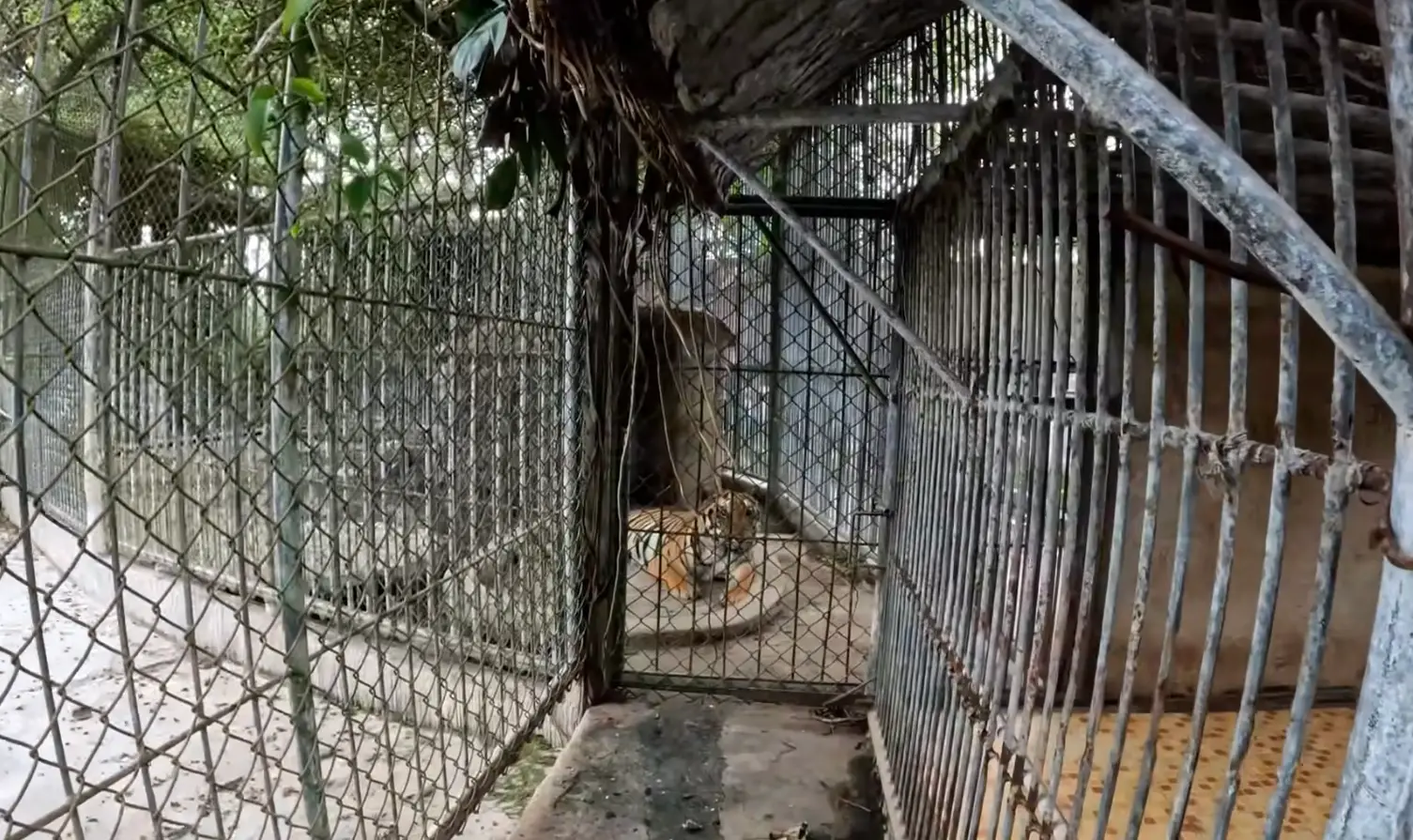 The content creator explained he also spotted a tiger and a herd of deer in his 2023 video (YouTube/SeanKing5150)