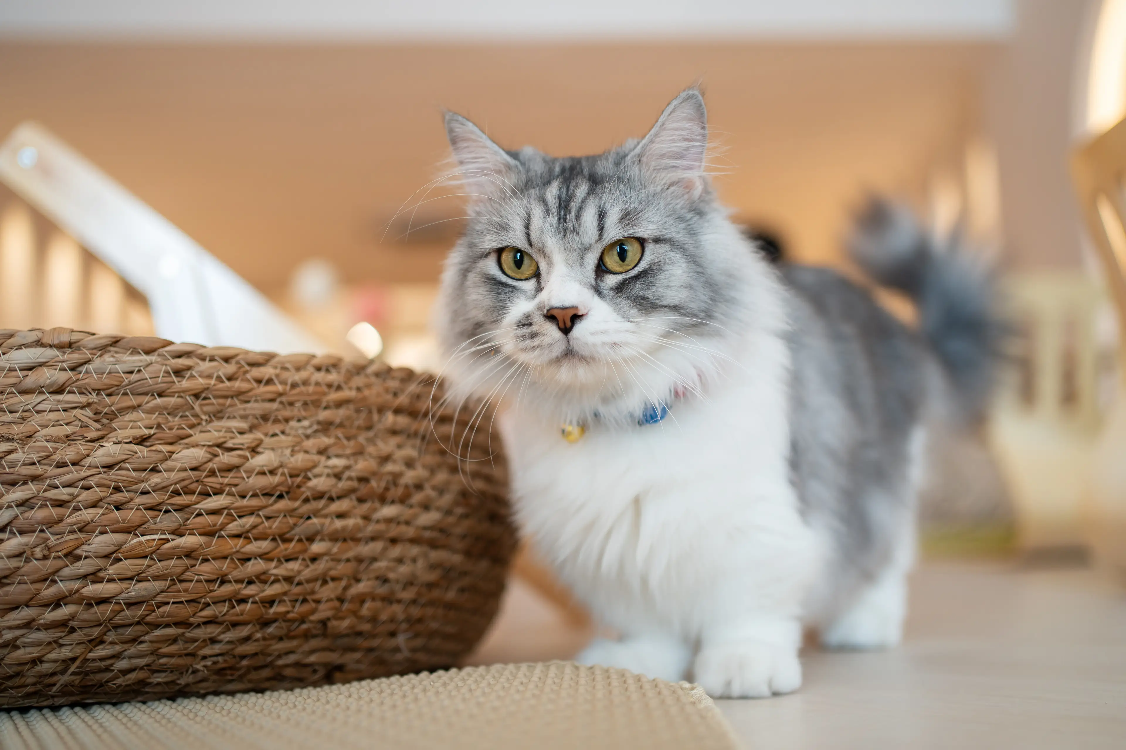 This new breed has traits of a Munchkin cat (Getty Stock Image)