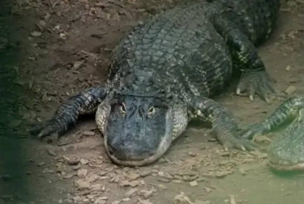 The boy is believed to have a broken arm and pelvis (Johnsons Zoo)