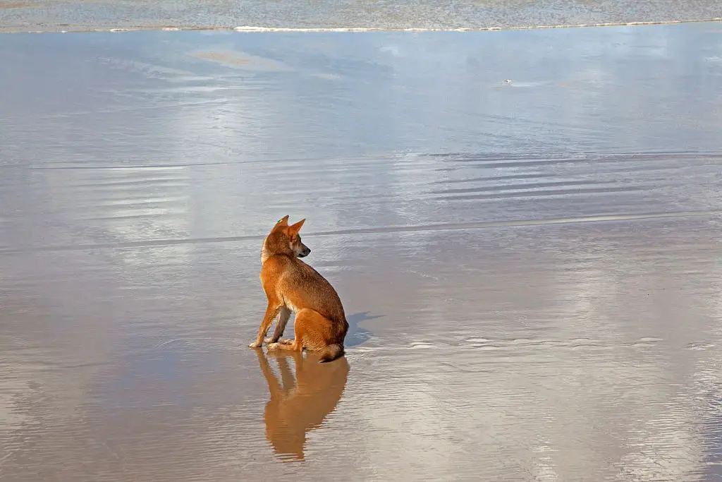 Two men had been driving along the beach when they found her body surrounded by dingoes (Arterra/Universal Images Group via Getty Images)