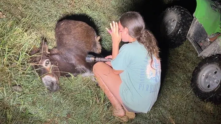 HeeHaw the baby donkey was shot dead by a police officer in Georgia (GoFundMe)