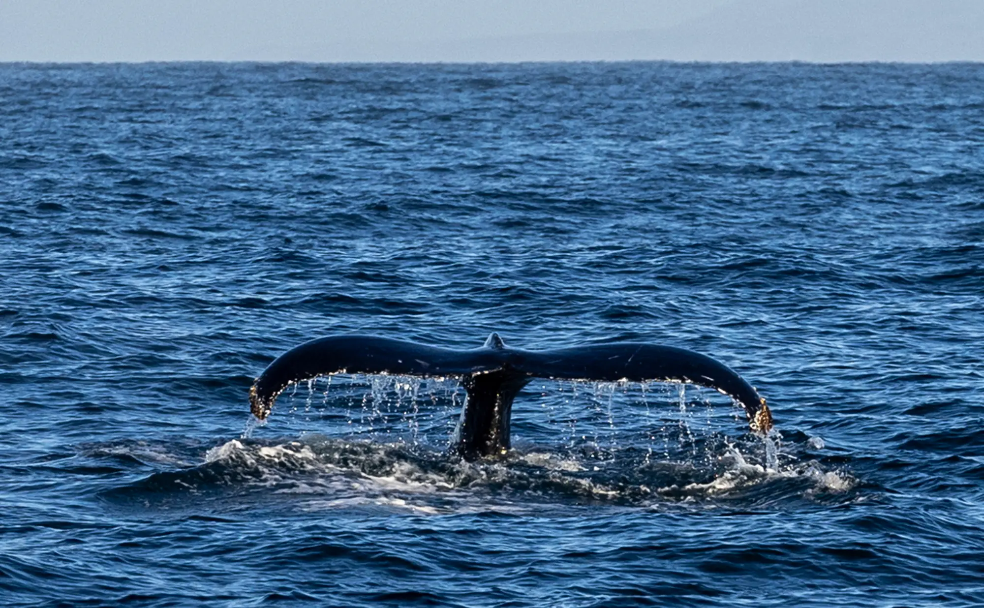 The sound was picked up in Monterey Bay, California (Brian van der Brug / Los Angeles Times via Getty Images)