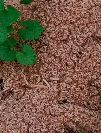 A penne for the thoughts of a small New Jersey town who were shocked to find 500lbs of cooked pasta dumped in the nearby woods.