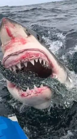 Yikes (X-Stream/John Smith)