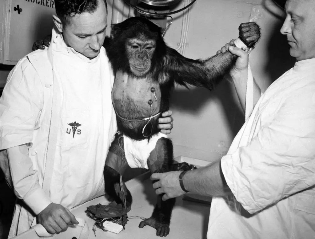 Ham was one of the 'astrochimps' used to explore space travel (HUM Images/Universal Images Group via Getty Images)