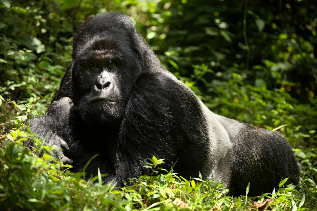 Never make eye contact with a gorilla (Per-Anders Pettersson/Getty Images)