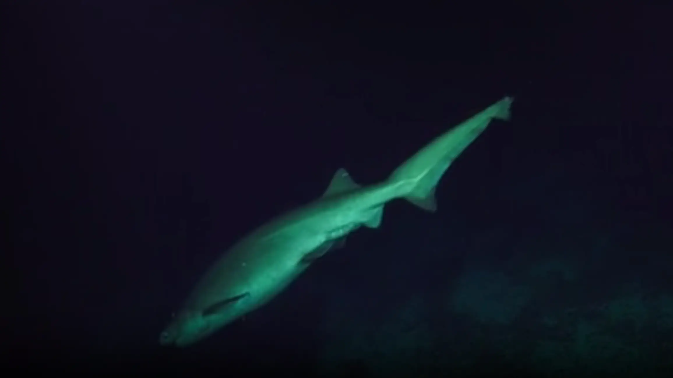 (Schmidt Ocean Institute)