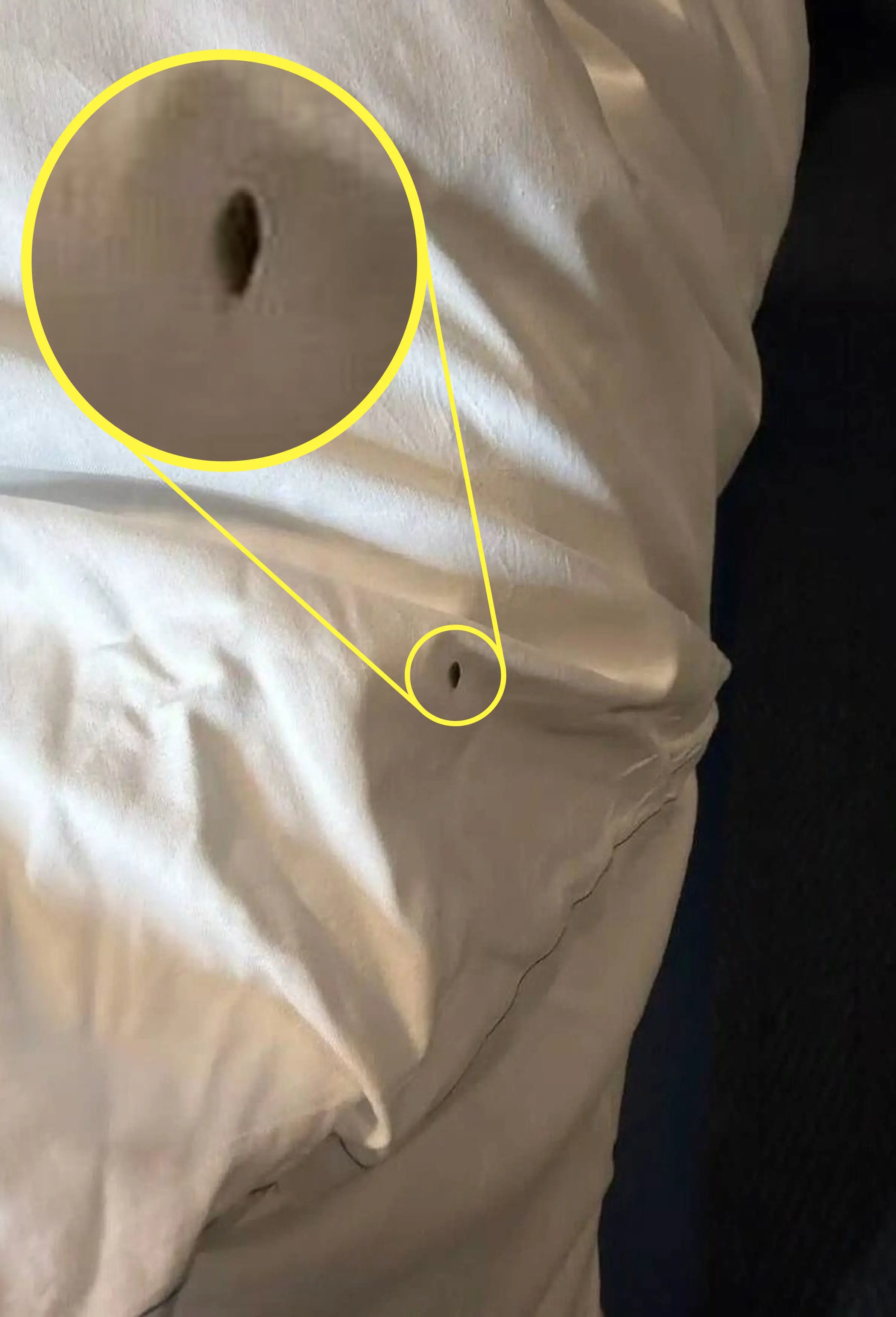 Pictures showed the bugs in bedding (Kennedy News and Media)