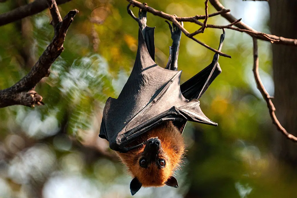 The virus is said to derive from fruit bats (Arnun Chonmahatrakool/Thai News Pix/LightRocket via Getty Images)