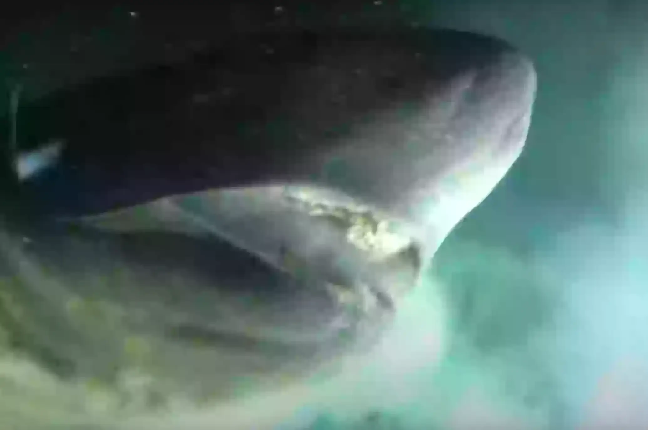 The pre-historic shark helped the team tag an animal from a submersible for the first time ever (Youtube/OceanX)