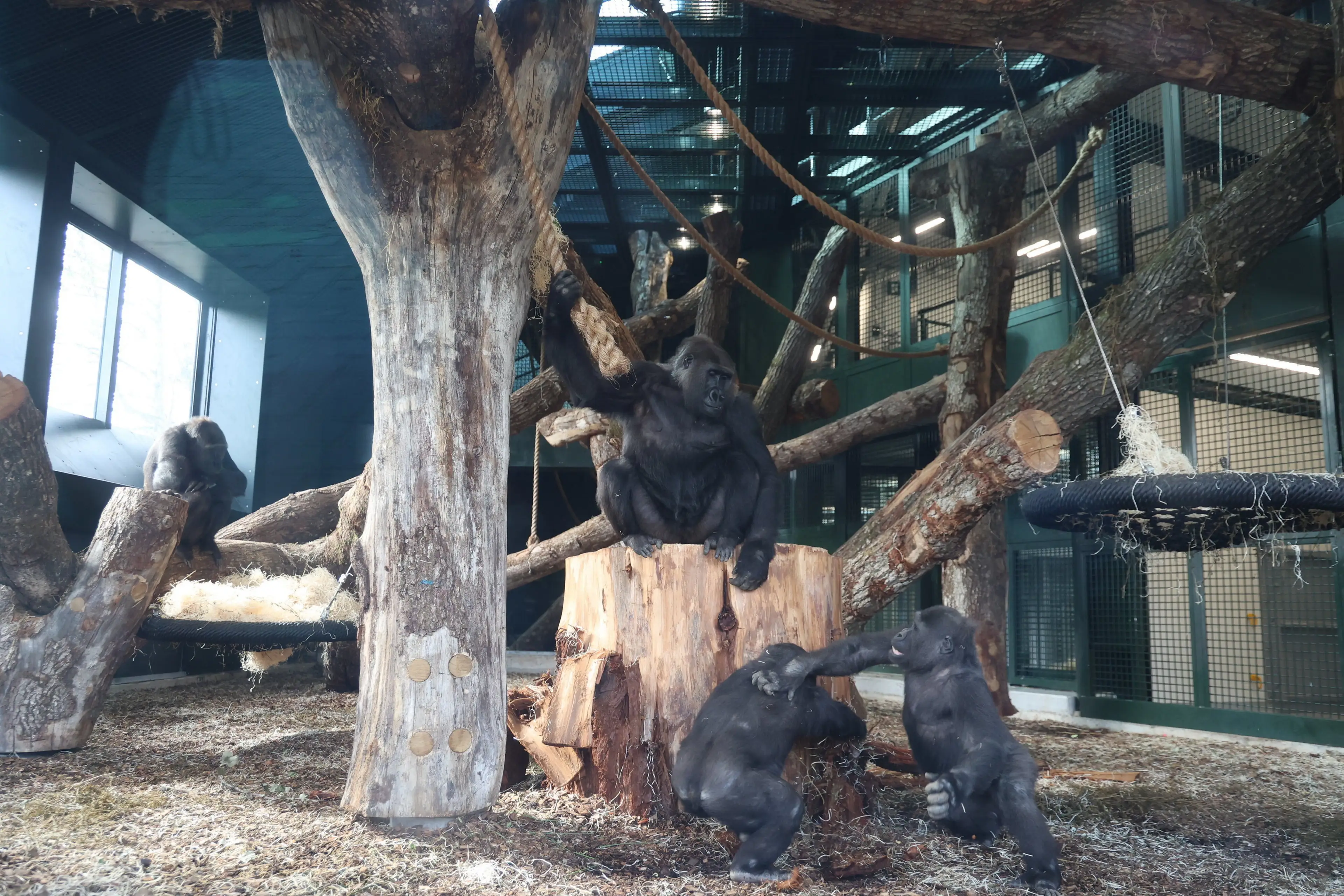 Their new home is four-and-a-half times bigger. (SWNS)