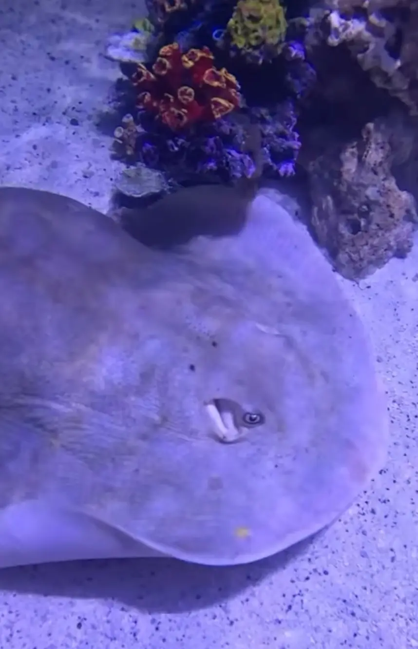 The world has been waiting for an update on Charlotte's pregnancy (Instagram/@TeamEcco)