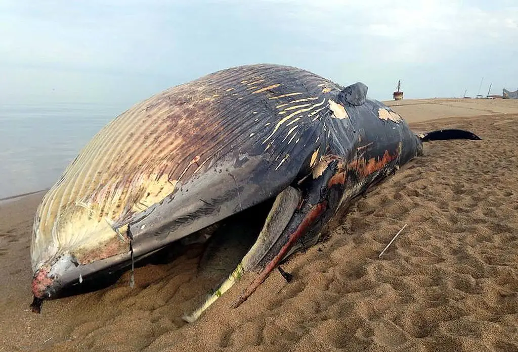 Here's a 20 meter long dead Blue Whale washed ashore on Failaka Island in Kuwait on 28 February 2014 (Stringer/Anadolu Agency/Getty Images)