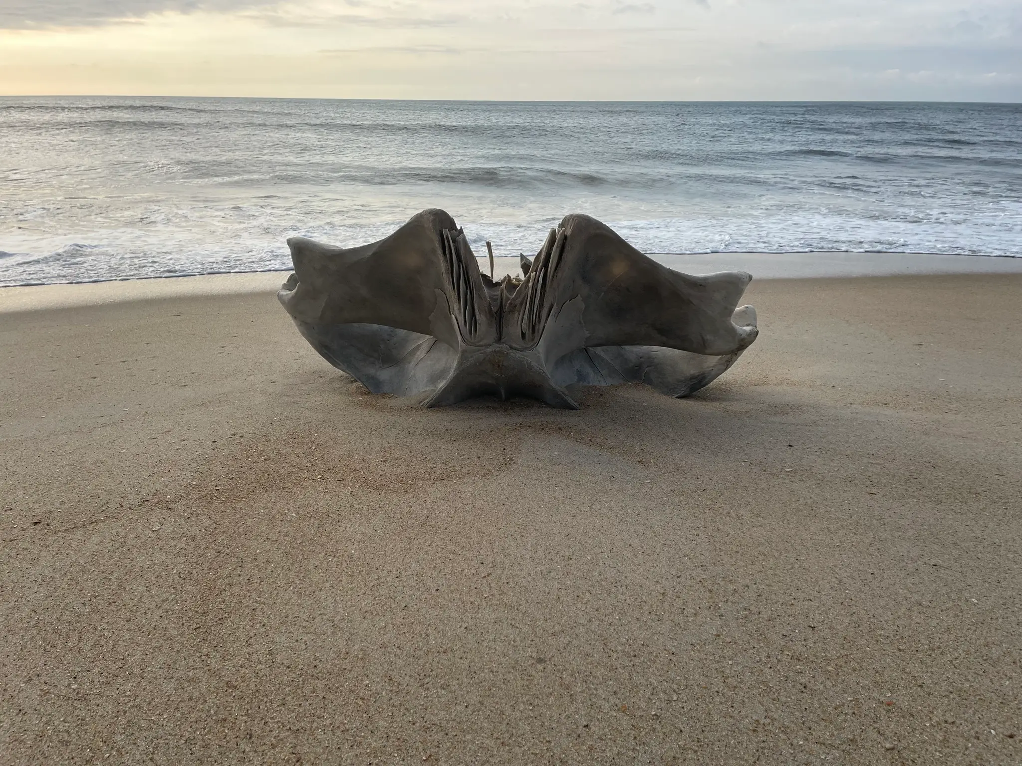 Humpback whale skull fragment (E. Dlutkowski/ US National Park Service)