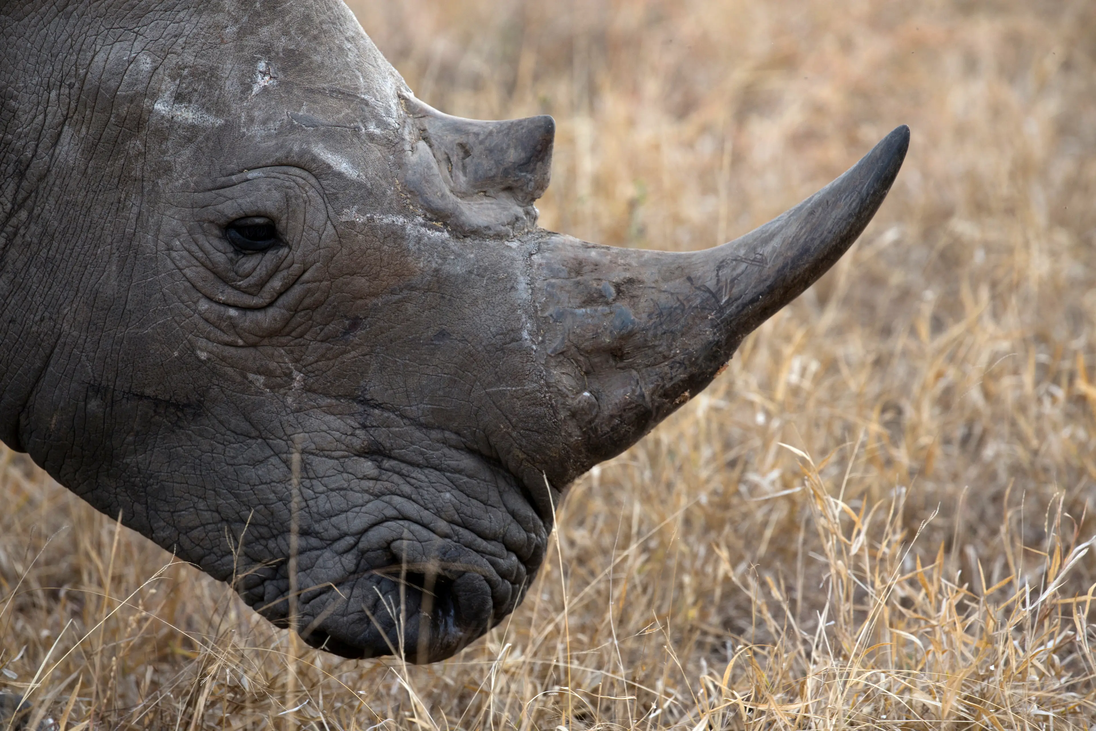South Africa's Kruger National Park is home to many white rhinos (Godong/Universal Images Group via Getty Images)