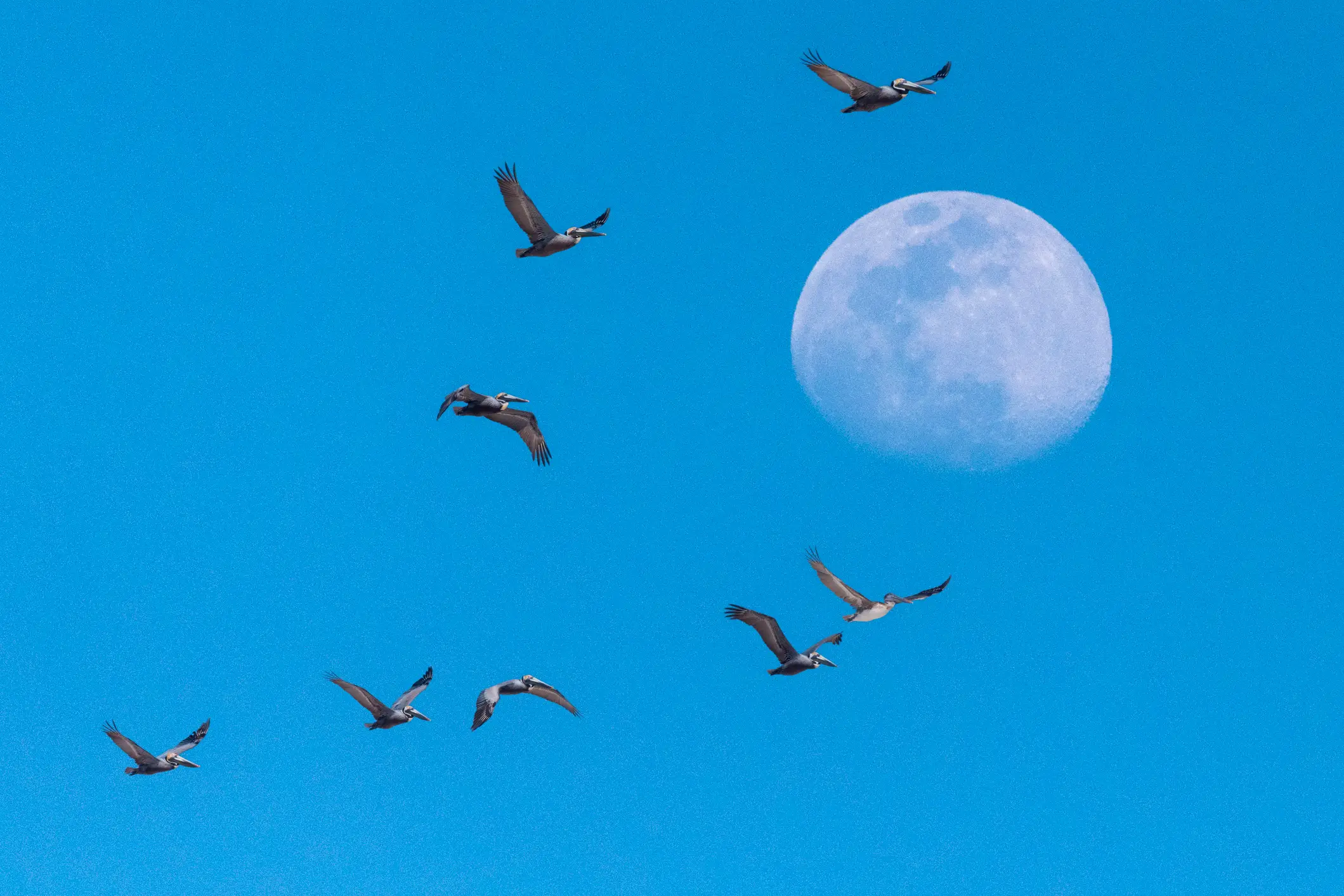 It's unlikely to have been a bird at that height (Getty Stock Image)