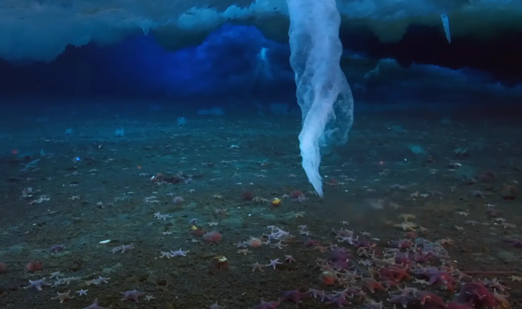 Doesn't look very friendly, does it? (BBC)