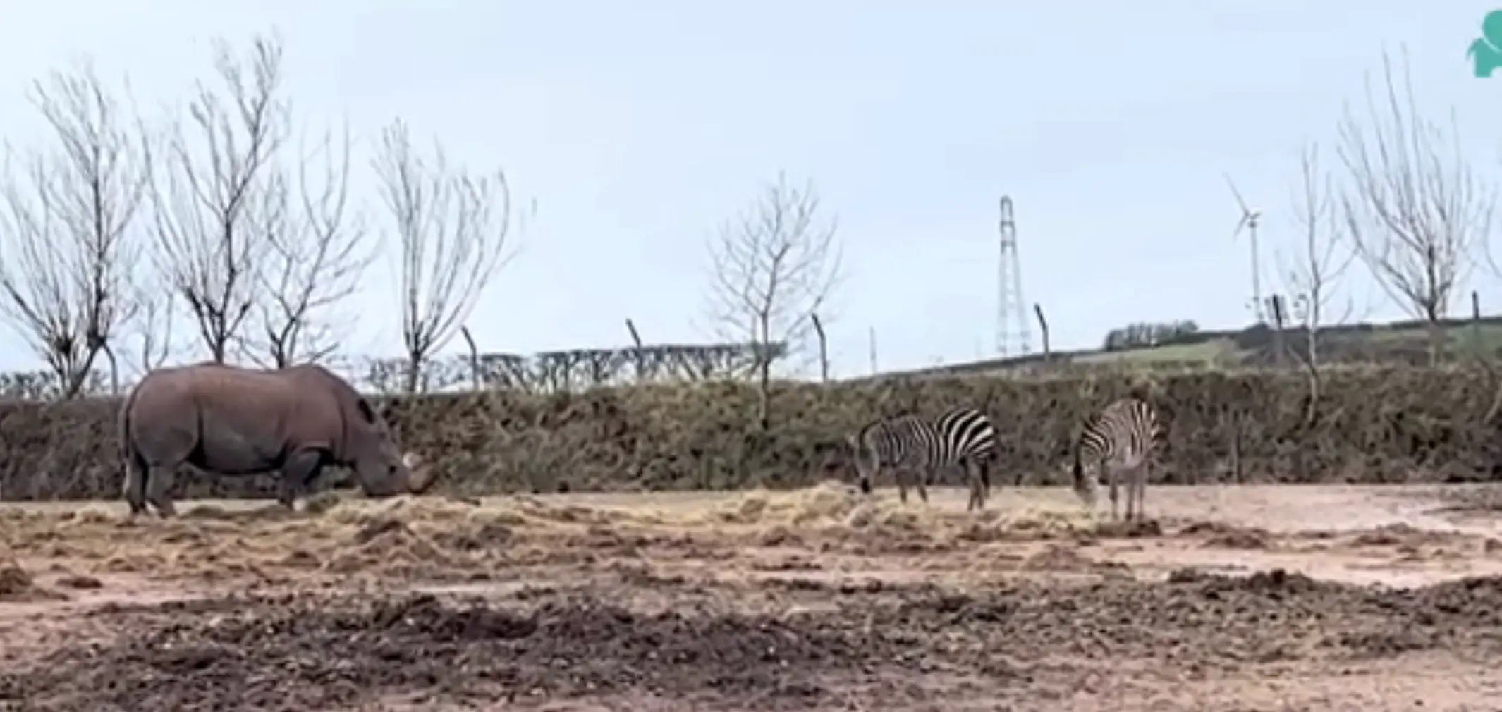 Animals were often left in filthy or flooded conditions (YouTube/Freedom for Animals)