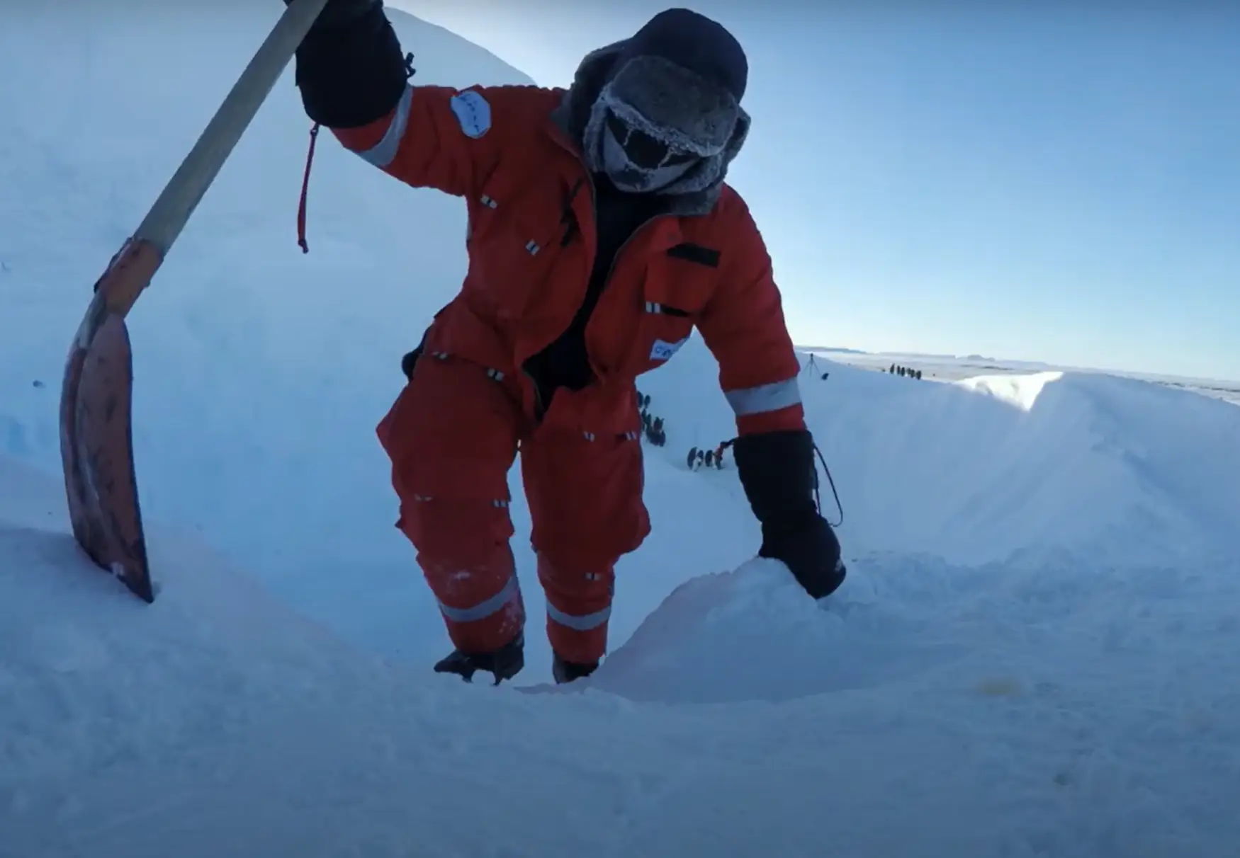 The film crew decided to step in and dig the penguins a way out. (BBC)