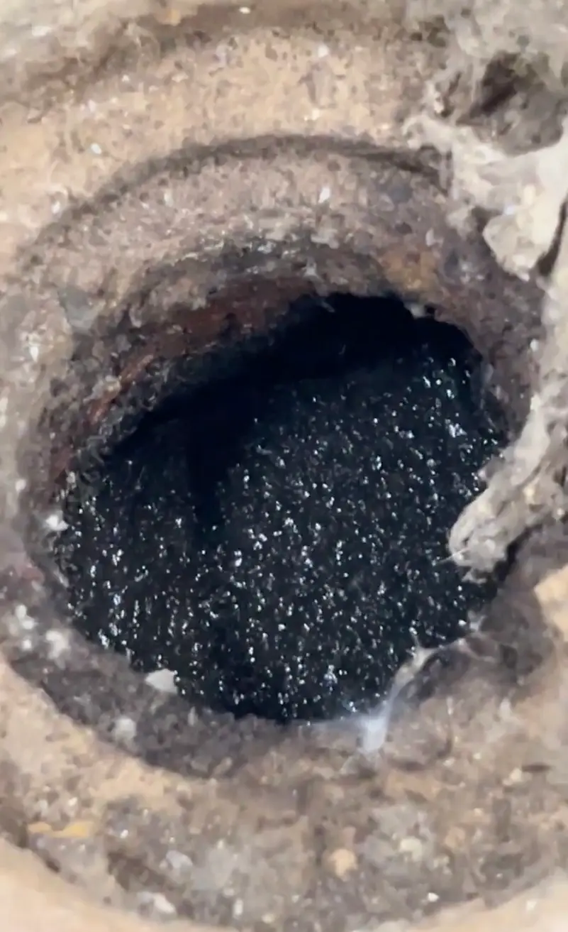 The pests like to lay their eggs in sludge and debris which accumulates in drains (Reddit)