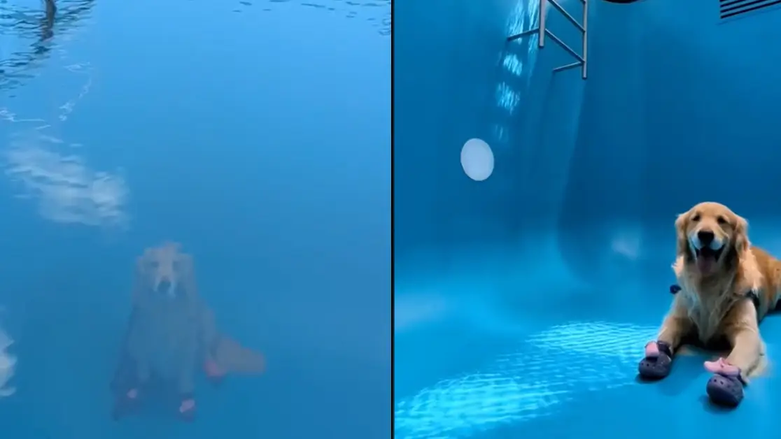 TikTok/it_is_a_pancake_life