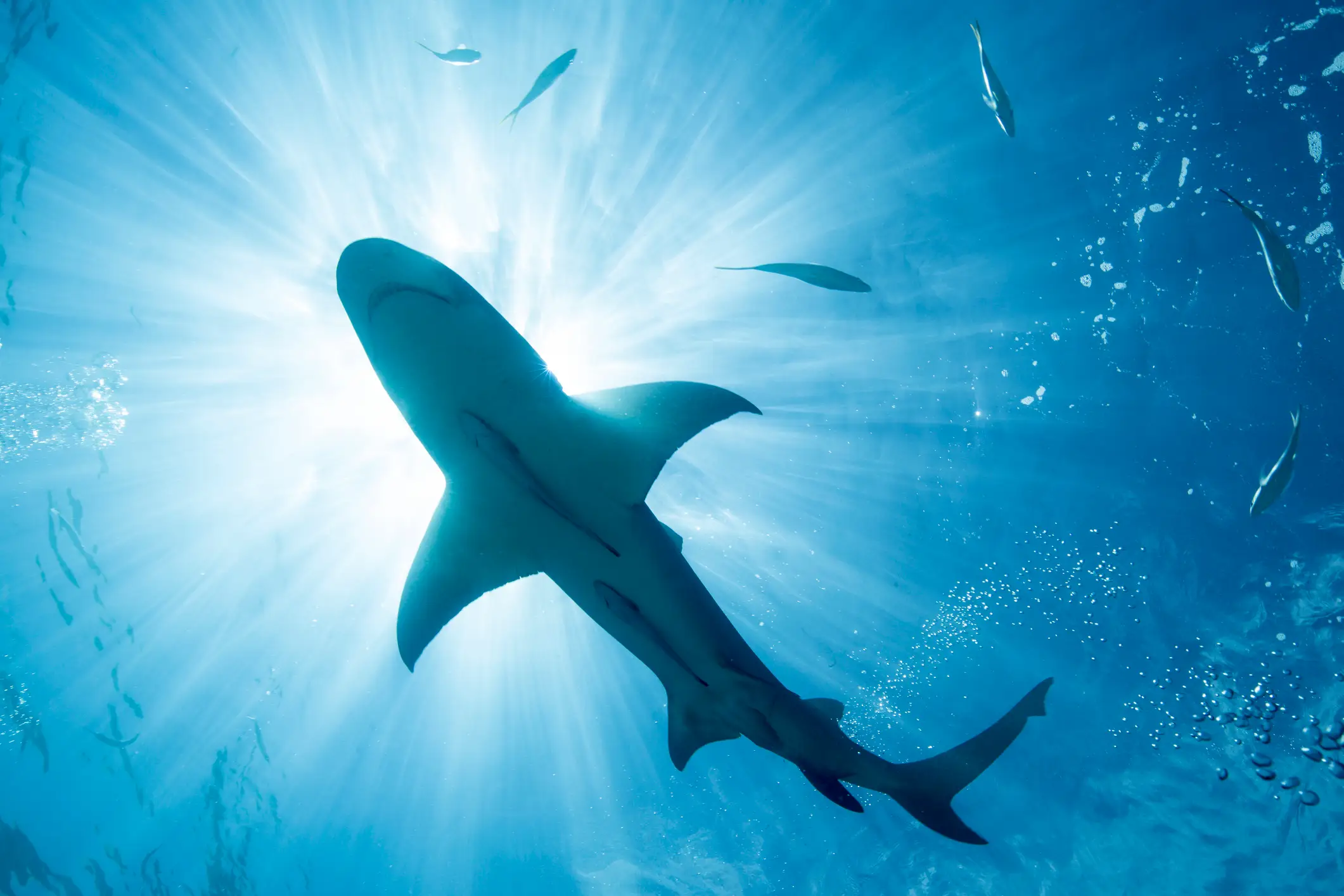 Shark attacks are rare in Gran Canaria (Getty Stock Images)