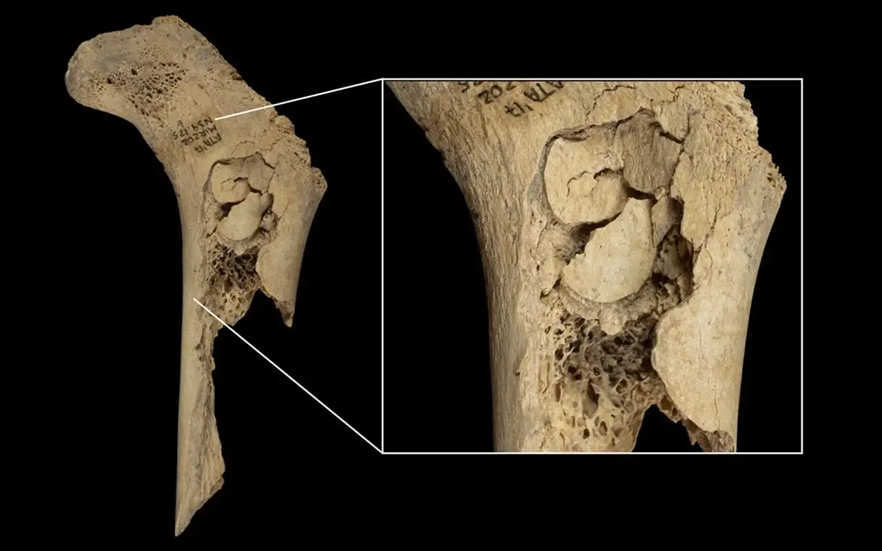 The remains showed human bite marks (IPHES-CERCA)