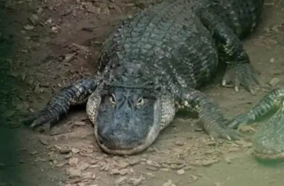 The three-year-old boy sustained serious injuries after ending up in the crocodile enclosure (Johnsons Zoo)