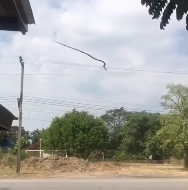 The snake is seen leaping through the air on the peculiar footage.