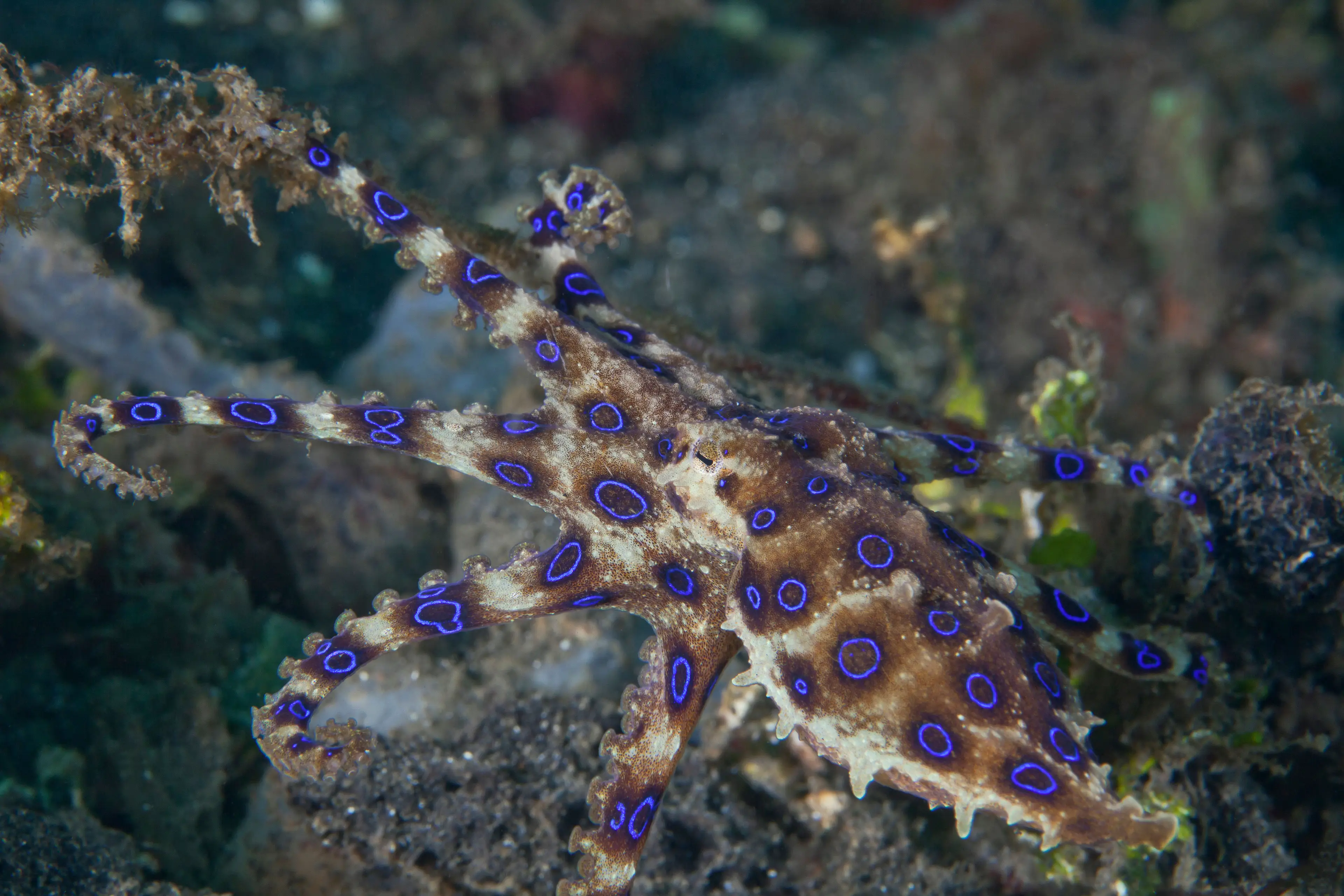 They get their name because the blue rings on their bodies.