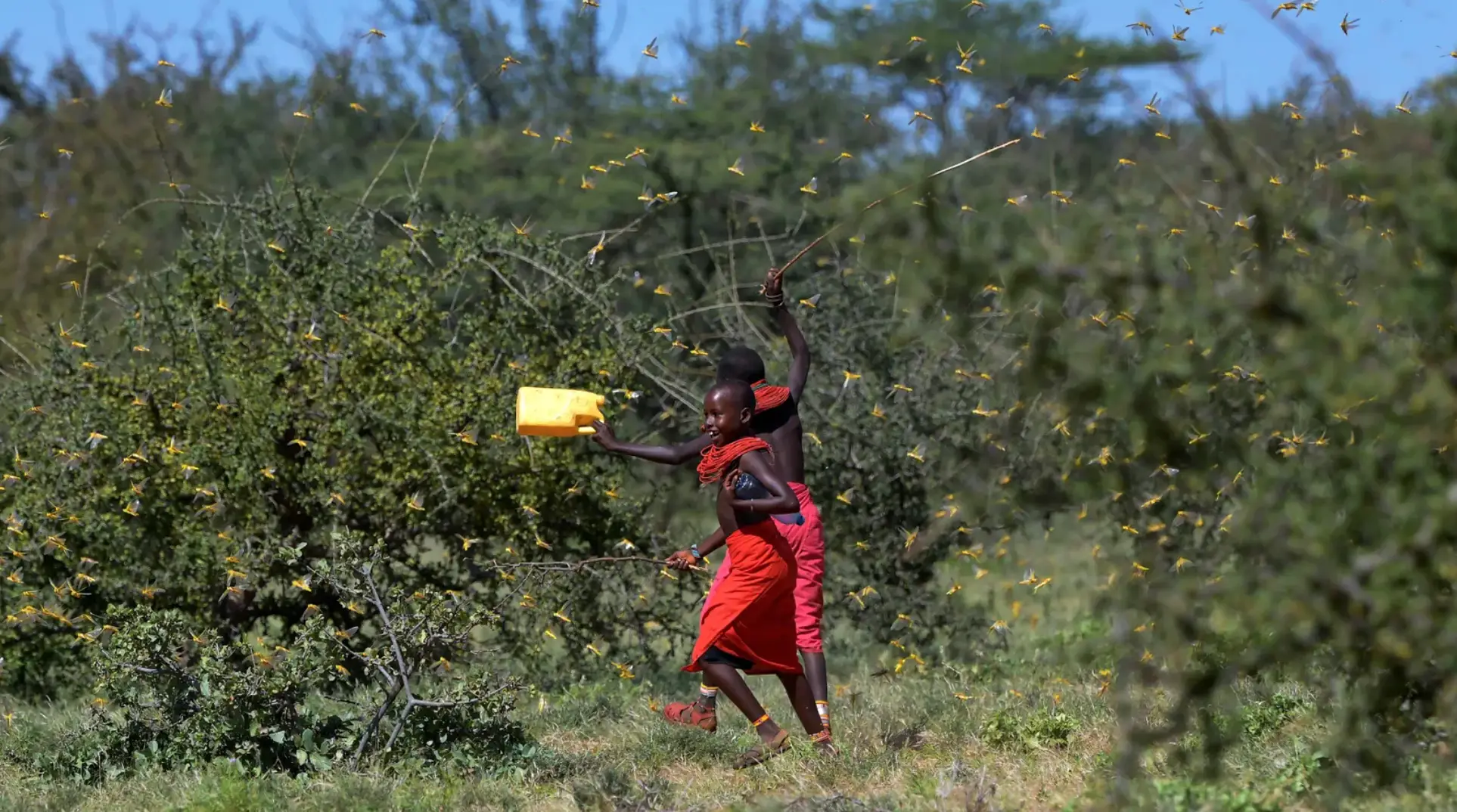 Locusts took over east Africa in 2020.