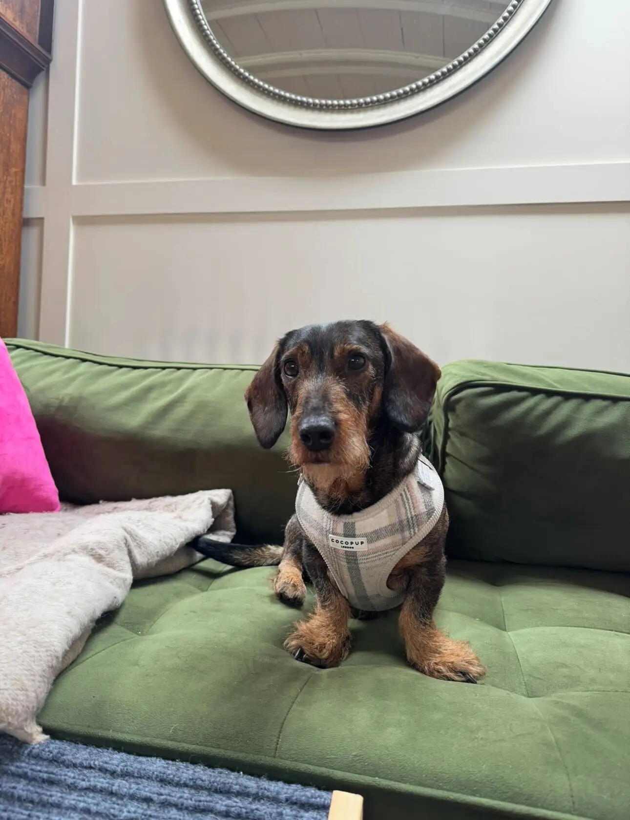 Goober has had three treatments in the last year (LADbible)