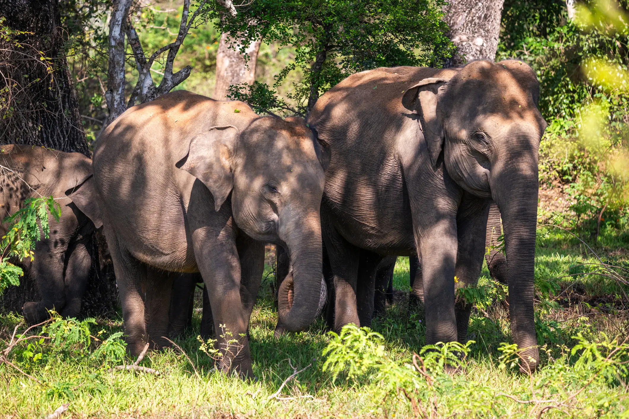 The number of elephant-human casualties has sharply increased in recent years (Getty Stock Image)