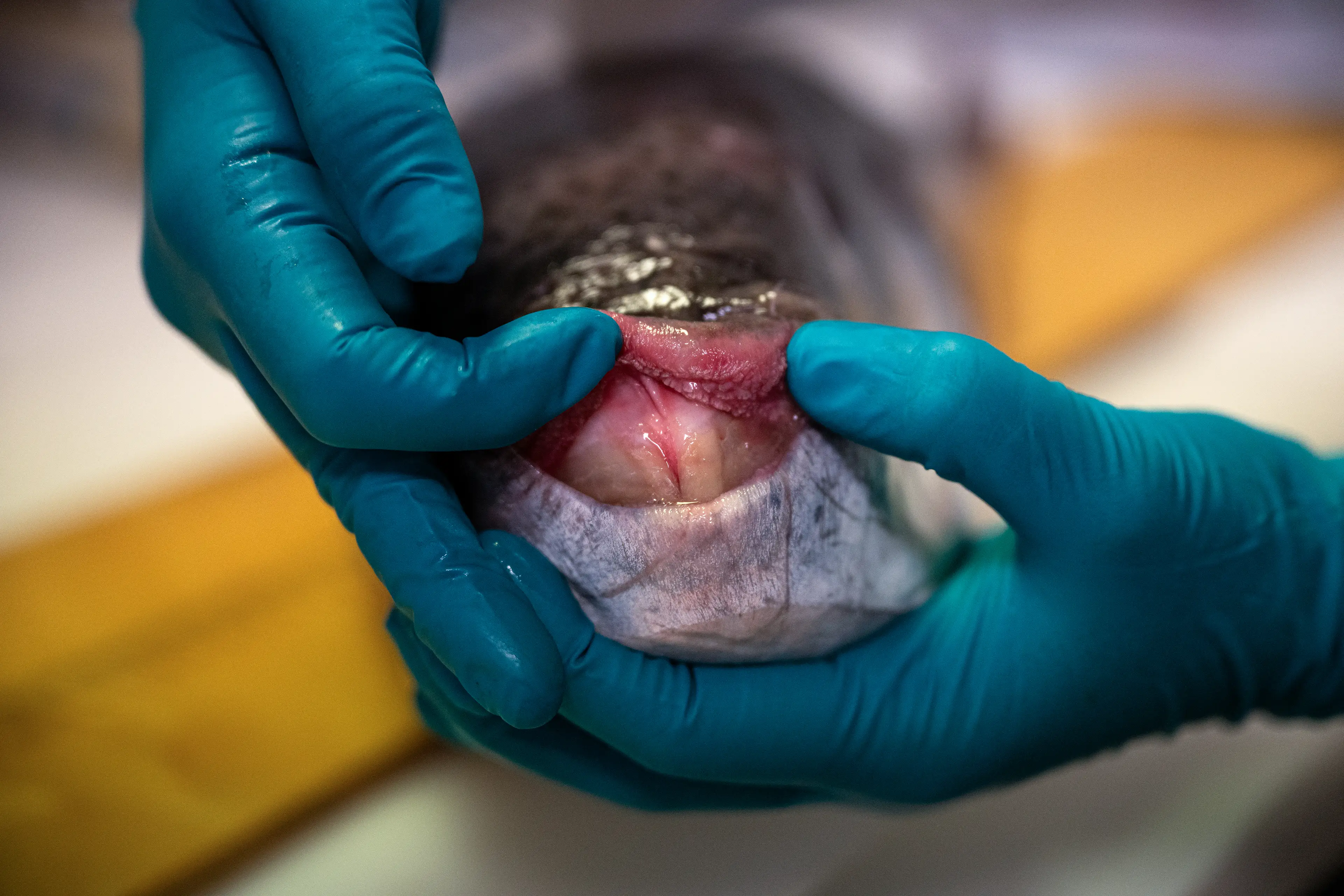 Silver-cheeked pufferfish have a terrifying set of teeth (Angelos TZORTZINIS / AFP via Getty Images)