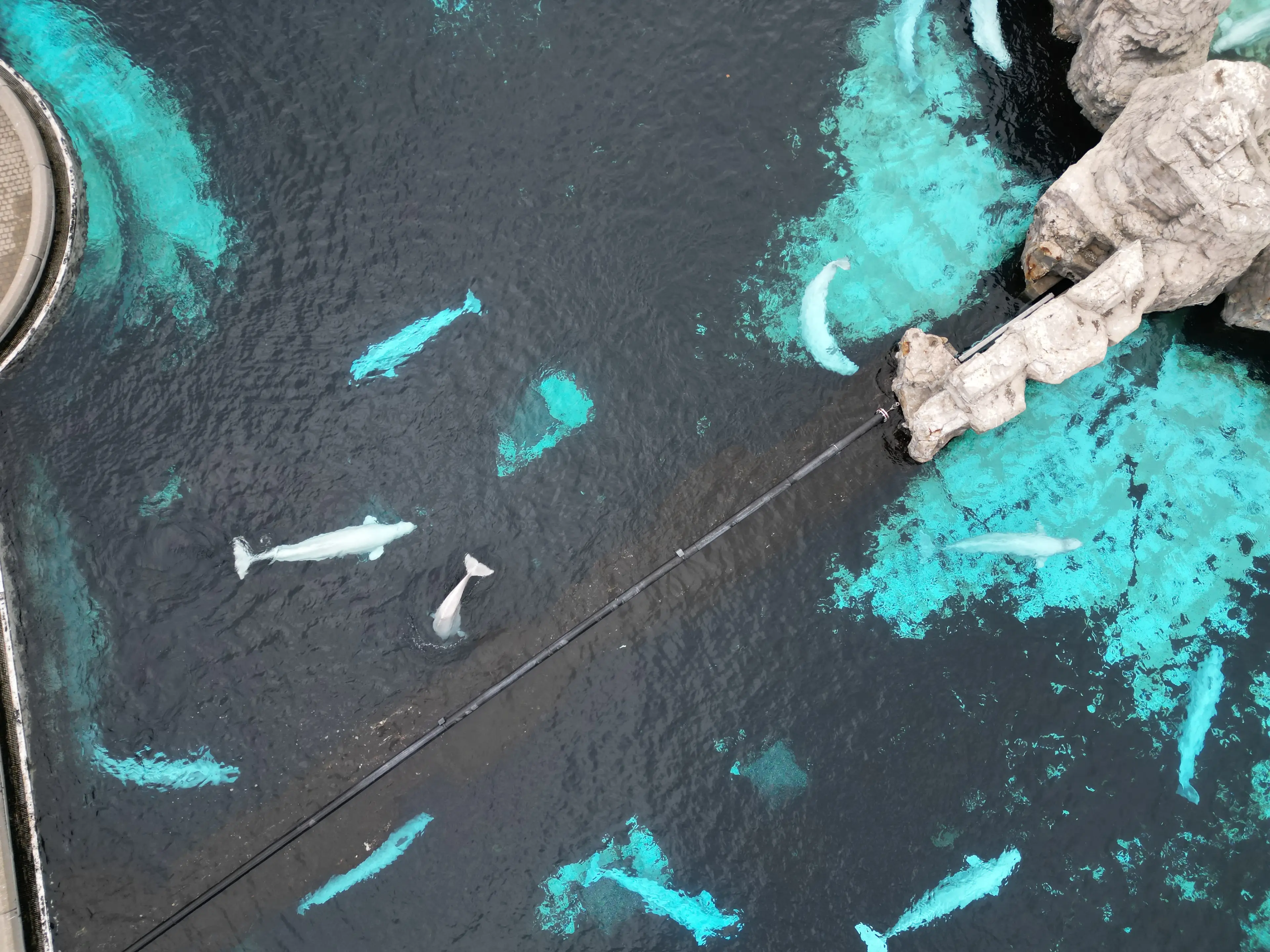 The park in Niagara Falls said it could not afford to care for the belugas before they were transferred to the US (Daphné LEMELIN / AFP via Getty Images)