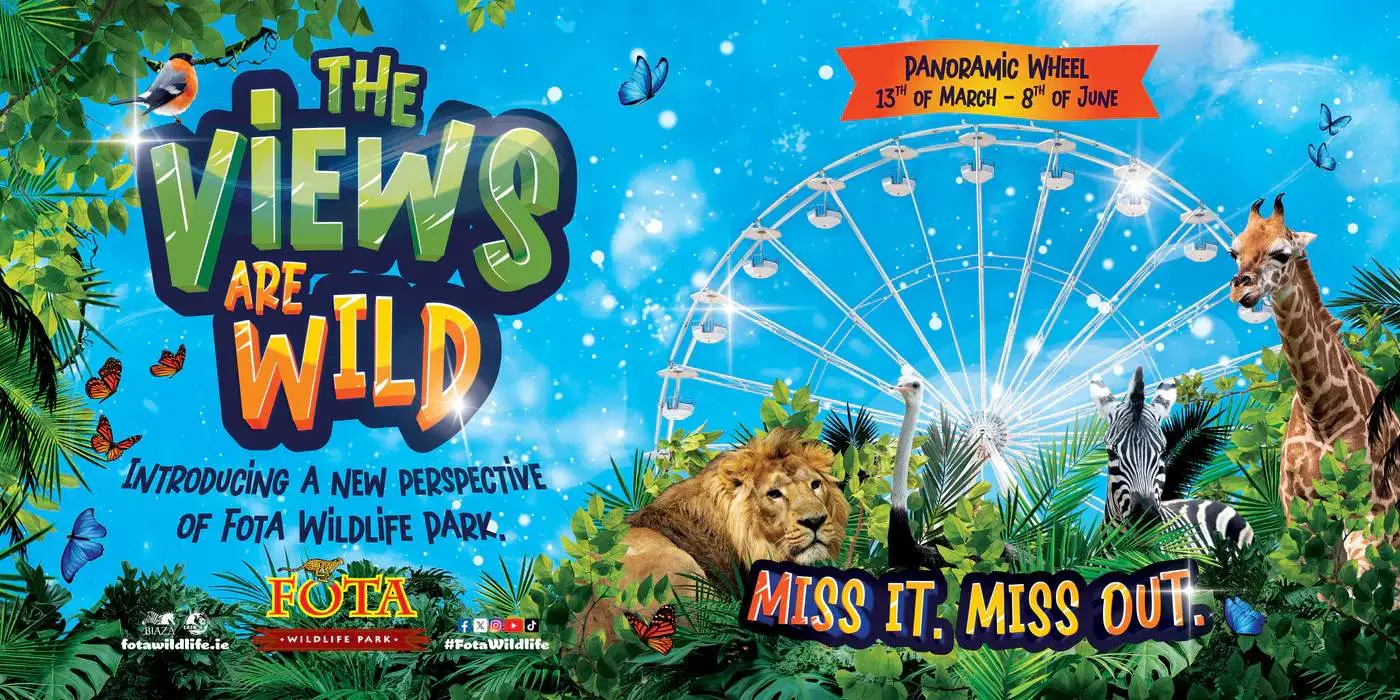 Wild Kitten Fota Wildlife Park (fotawildlife.ie)