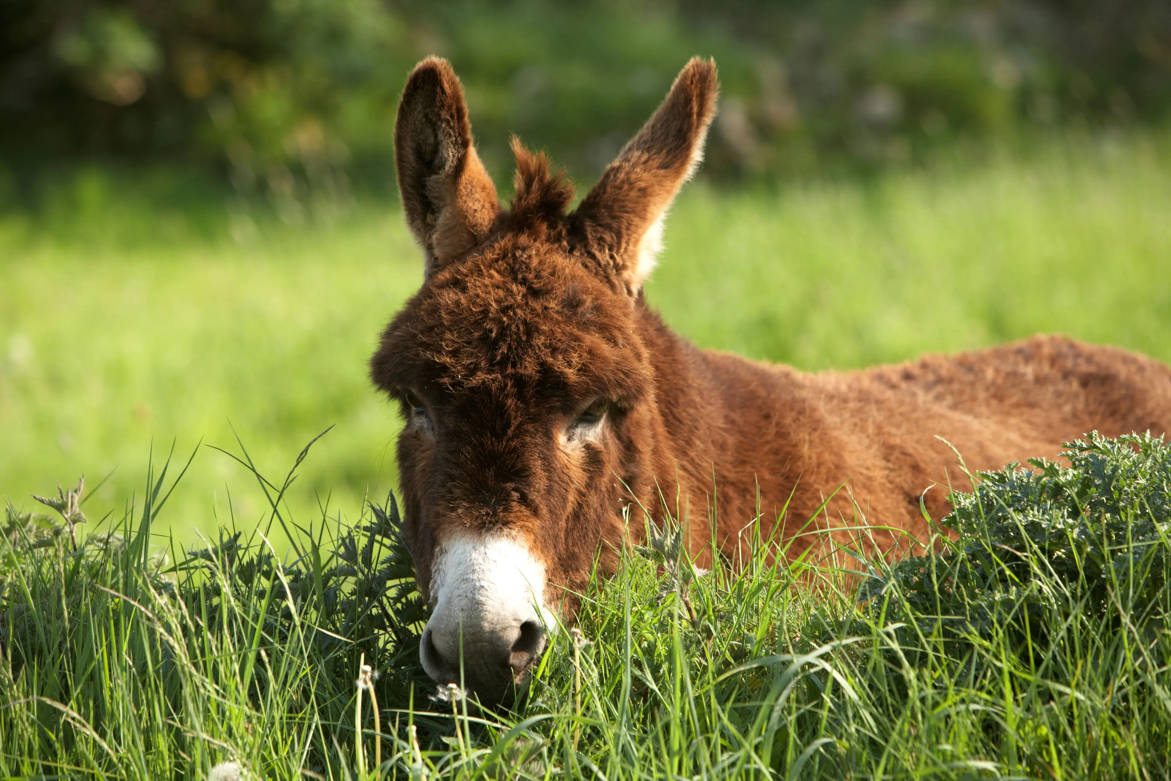 Donkeys, like this one, need their skin more than you do.