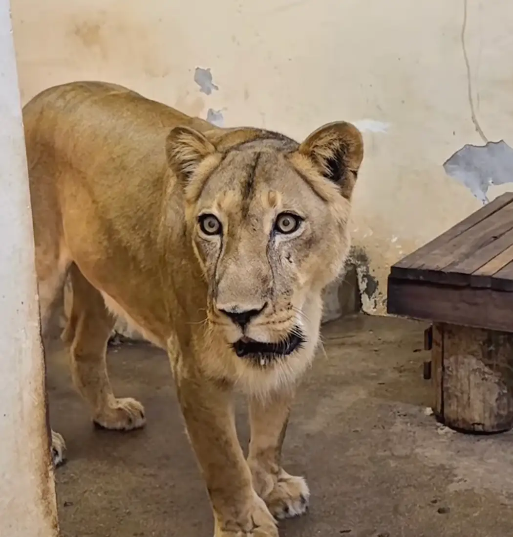 Leona the lioness will not be euthanised for her actions (Instagram/parquedabica)