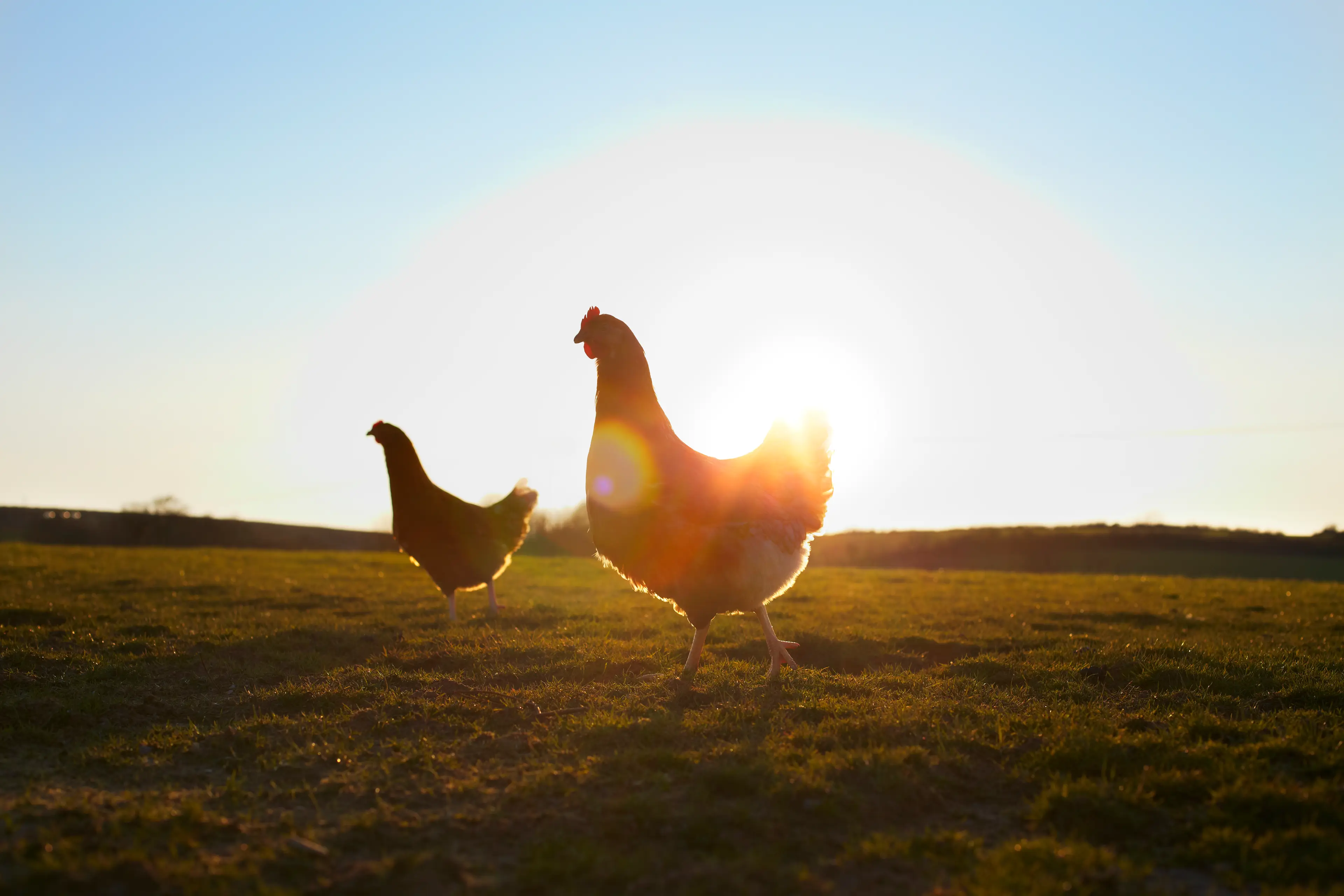 You have to have a chicken to lay an egg, right? (Getty Stock Photo)