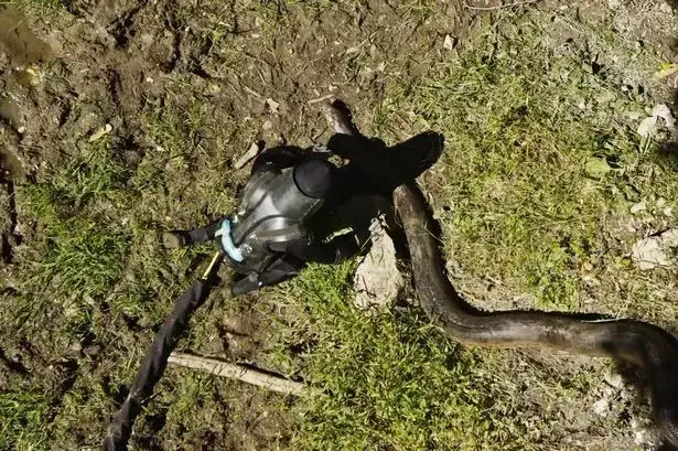 Rosolie approached the green anaconda on all fours (Discovery Channel)
