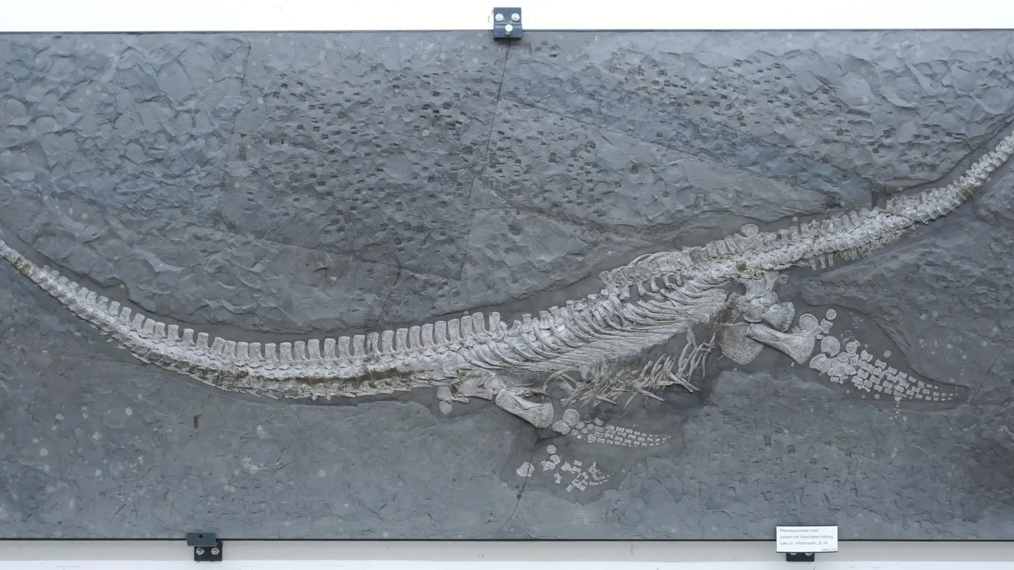 State Museum of Natural History Stuttgart