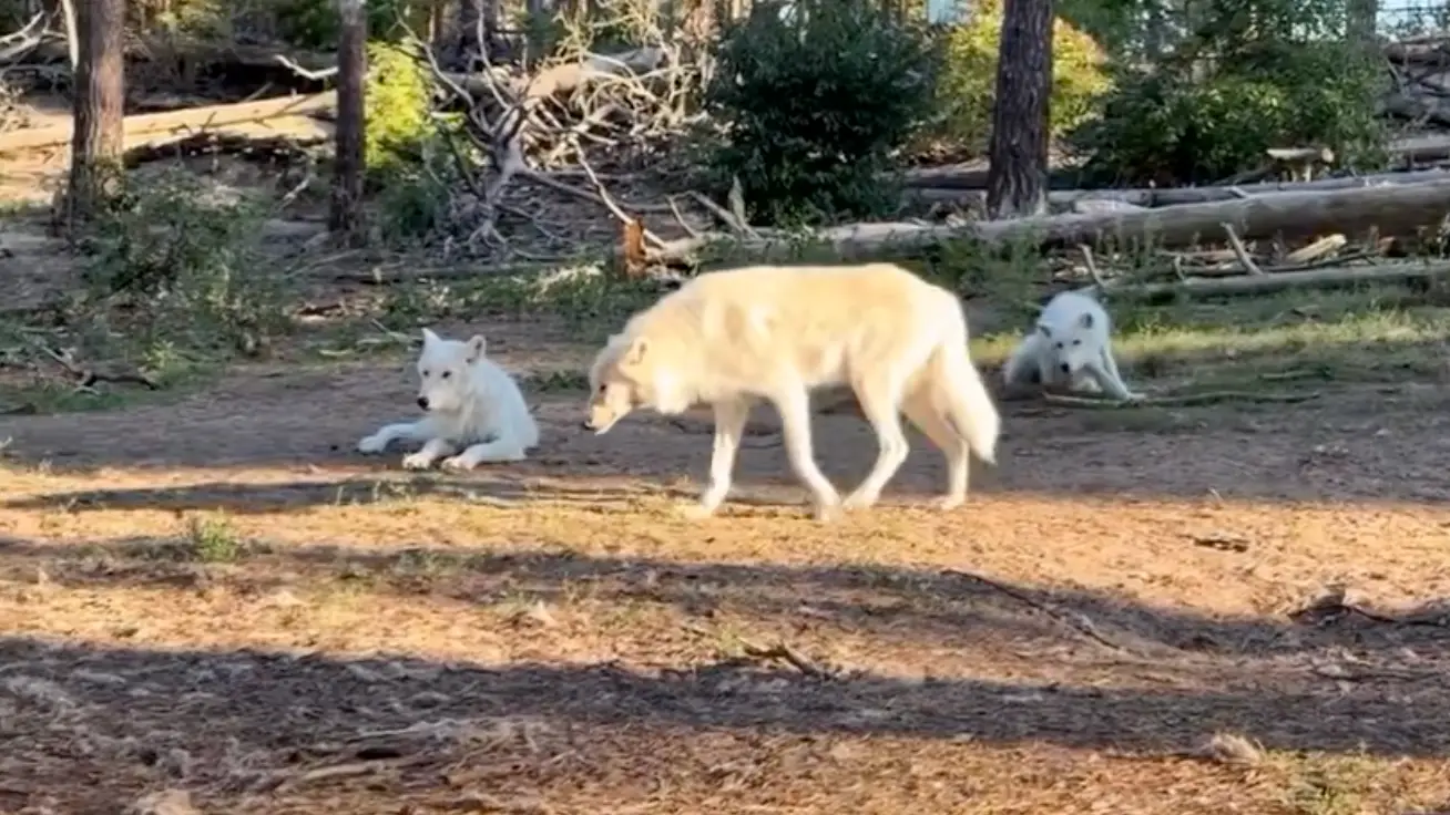 Wildpark Johannismühle/Instagram