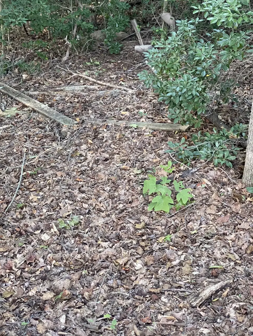 A picture of a copperhead snake in the woods has left people equally baffled (Reddit)