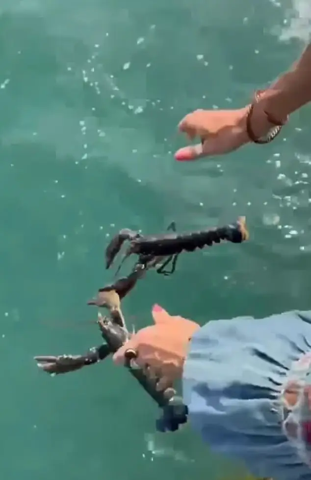 Noel said he felt ‘uncomfortable’ seeing the lobsters sat in the water tank (Instagram/@noeledmonds.world)