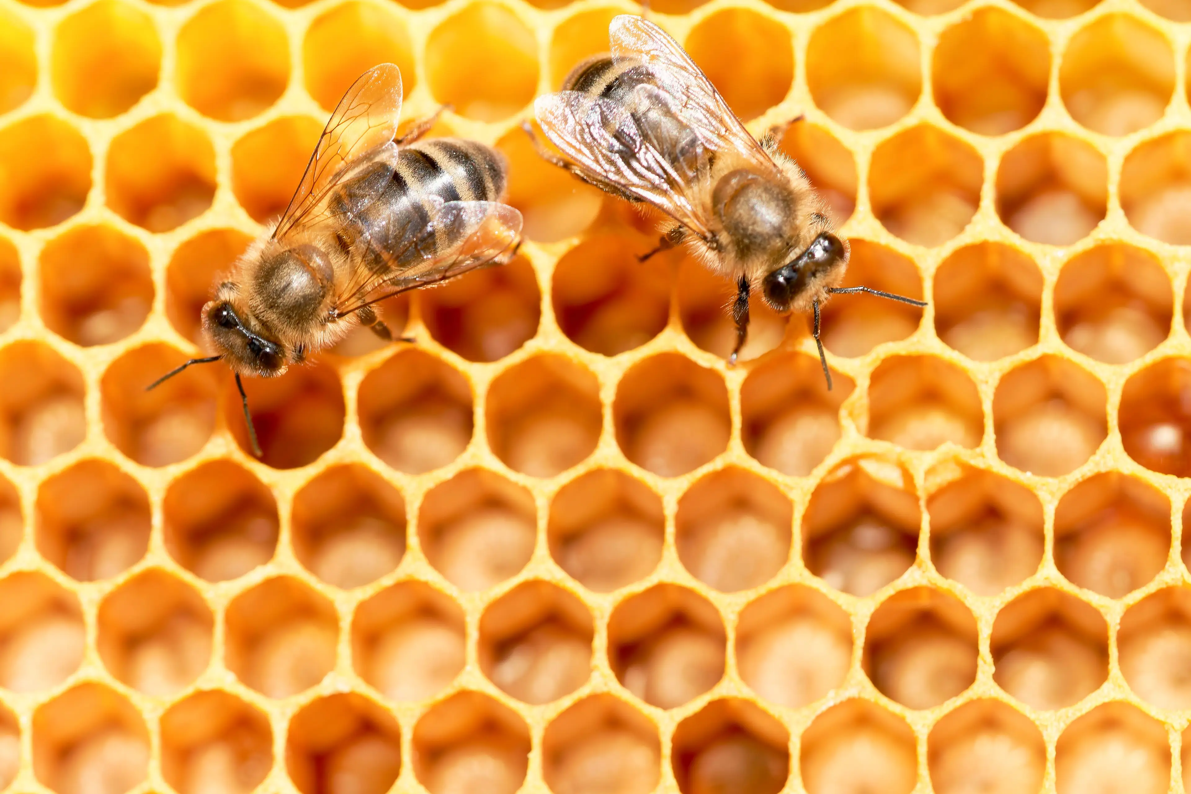 Image 1 for the Trypophobia test. (Getty Stock Photo)