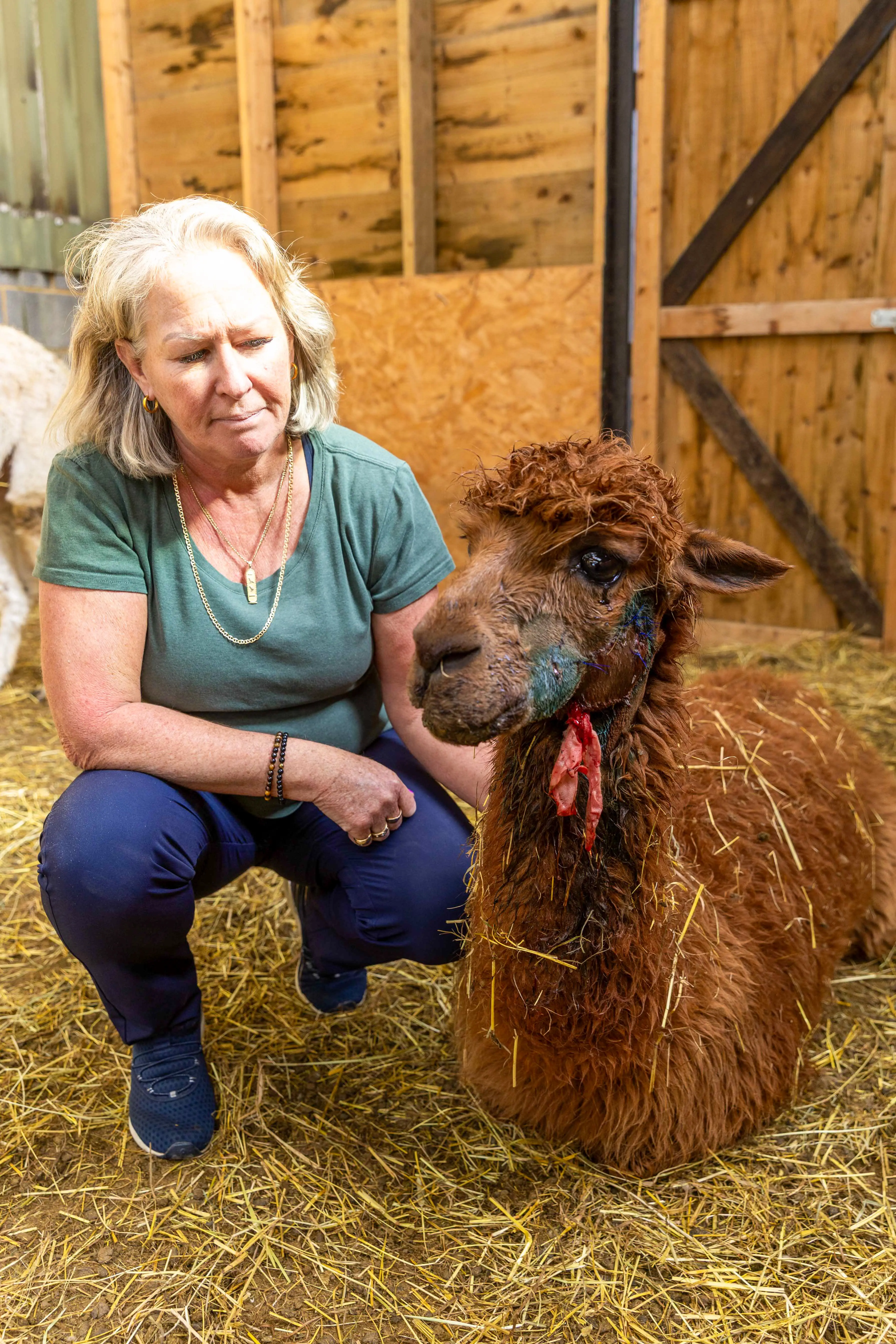 Dawn believes the attacker used specialist equipment to kill the animals (BAV Media)