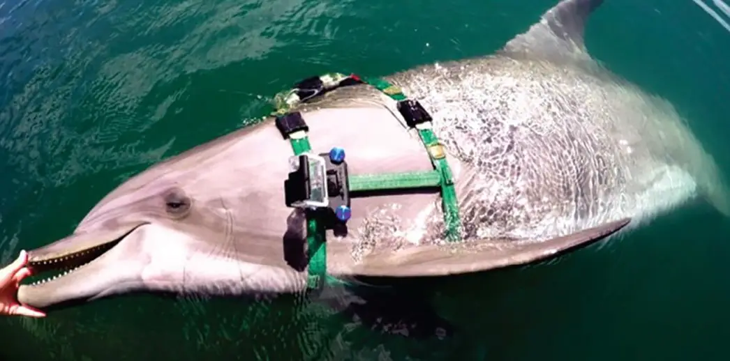 Scientists strapped GoPro's to the dolphins to see what they got up to (US Navy/National Marine Mammal Foundation)